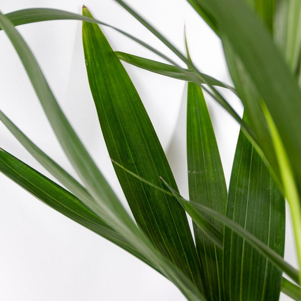 Kentia Palm Xl – Planta de interior