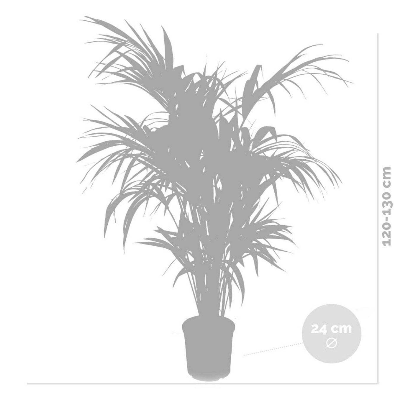 Kentia Palm Xl – Planta de interior