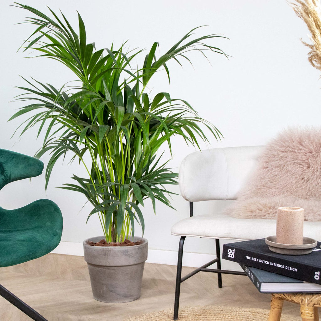 Kentia Palm Xl – Planta de interior