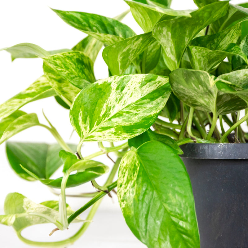Scindapsus Marble Queen – Plante D'Intérieur