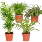 Lote de 4 plantas aptas para mascotas – Planta de interior