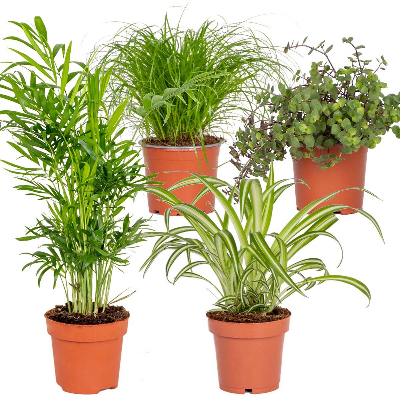 Lote de 4 plantas aptas para mascotas – Planta de interior