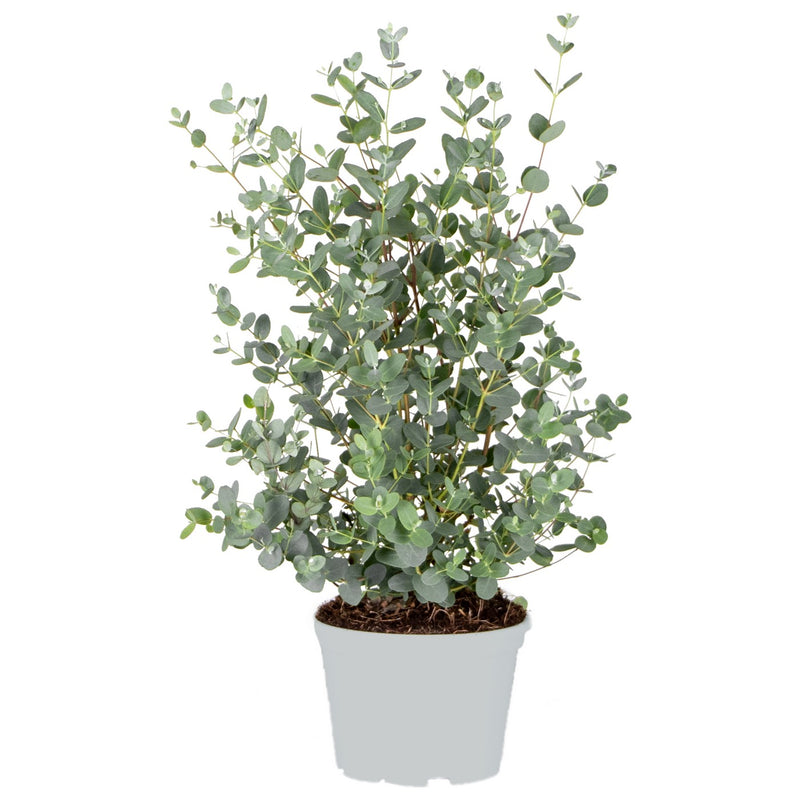 Eucalyptus Gunnii – Plante D'Extérieur