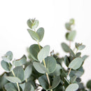 Eucalyptus Gunnii – Plante D'Extérieur