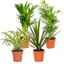 Set of 4 Air Purifying Plants – Houseplant