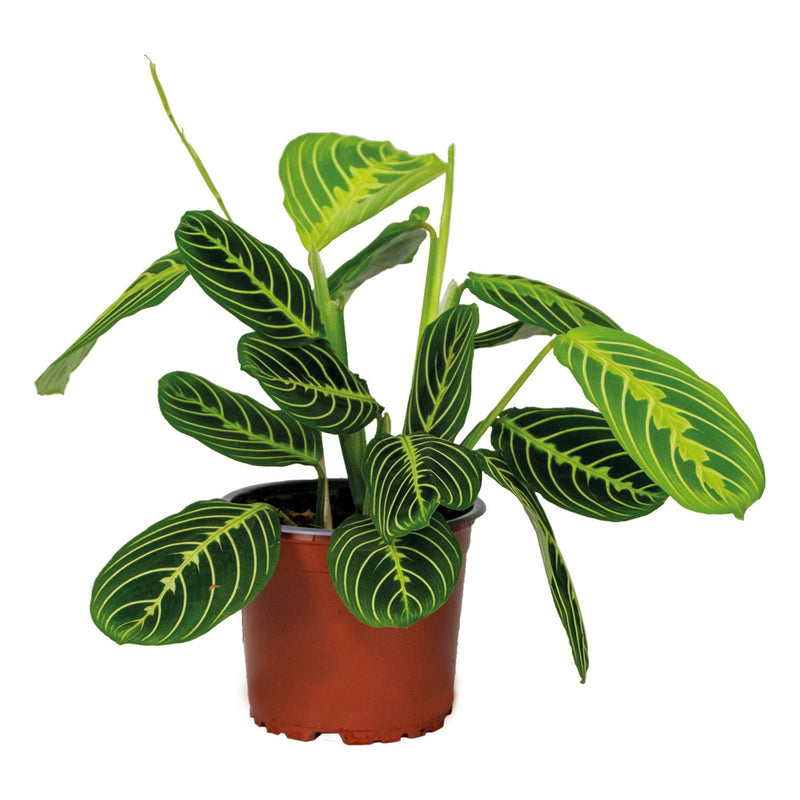 Maranta Lemon Lime – Plante D'Intérieur