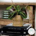 Maranta Tricolor – Planta de interior