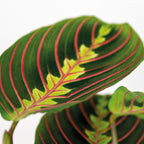 Maranta Tricolor – Planta de interior