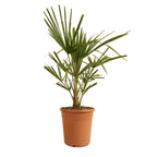 Palmera Trachycarpus – Planta de exterior