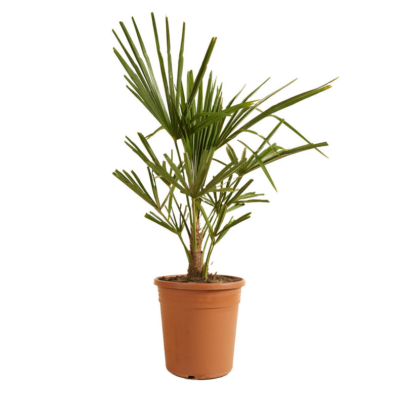 Palma Trachycarpus - Planta de exterior