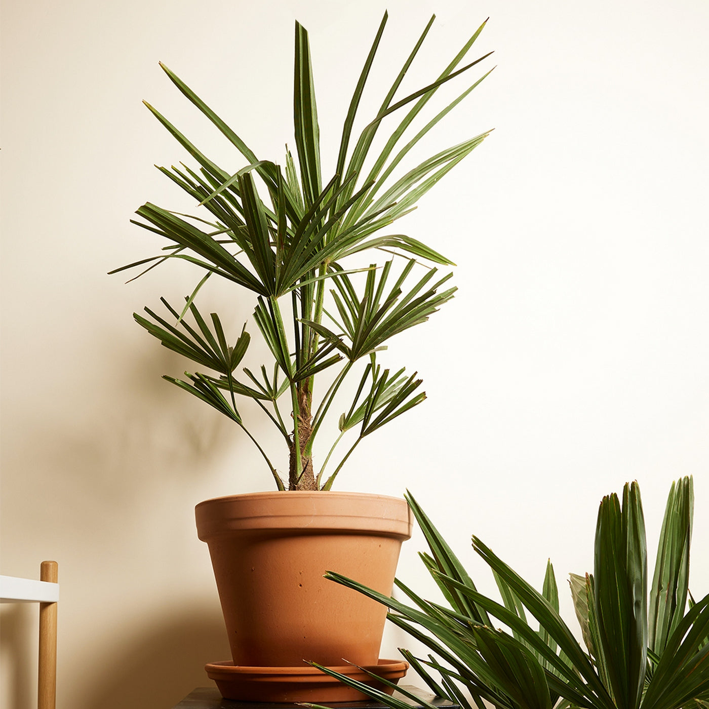 Palmera Trachycarpus – Planta de exterior