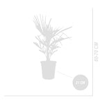 Palmera Trachycarpus – Planta de exterior