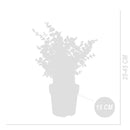Lot De 2 Eucalyptus Gunnii Azura – Plante D'Extérieur