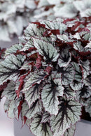 Lot De 3 Bégonias Beleaf – Plante D'Intérieur