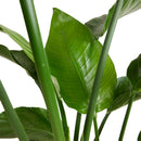 Strelitzia Nicolai – Plante D'Intérieur
