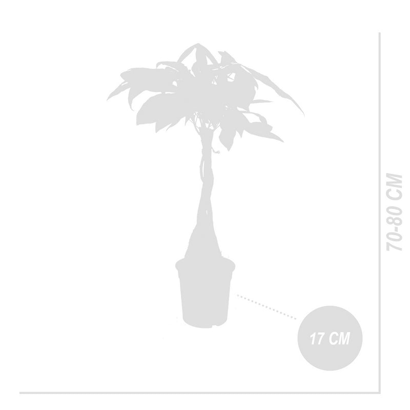 Pachira Money Tree – Houseplant