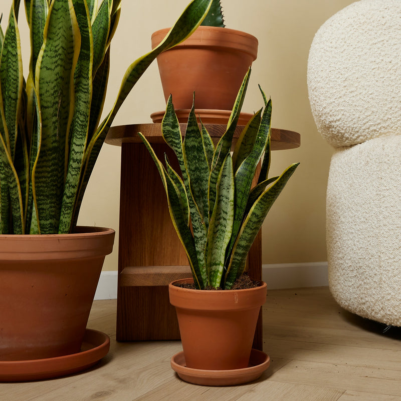 Set of 2 Sansevières Laurentii – Houseplant