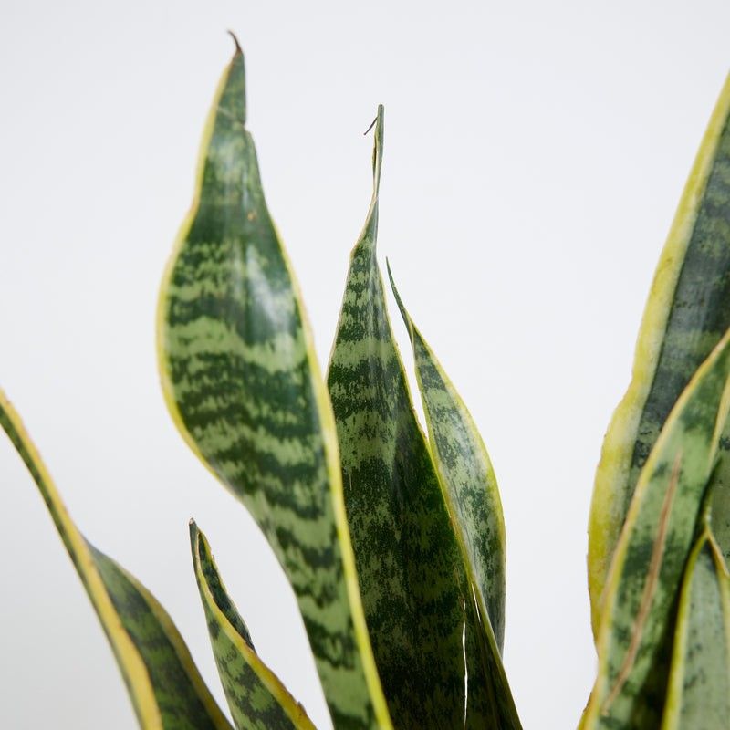 Set of 2 Sansevières Laurentii – Houseplant