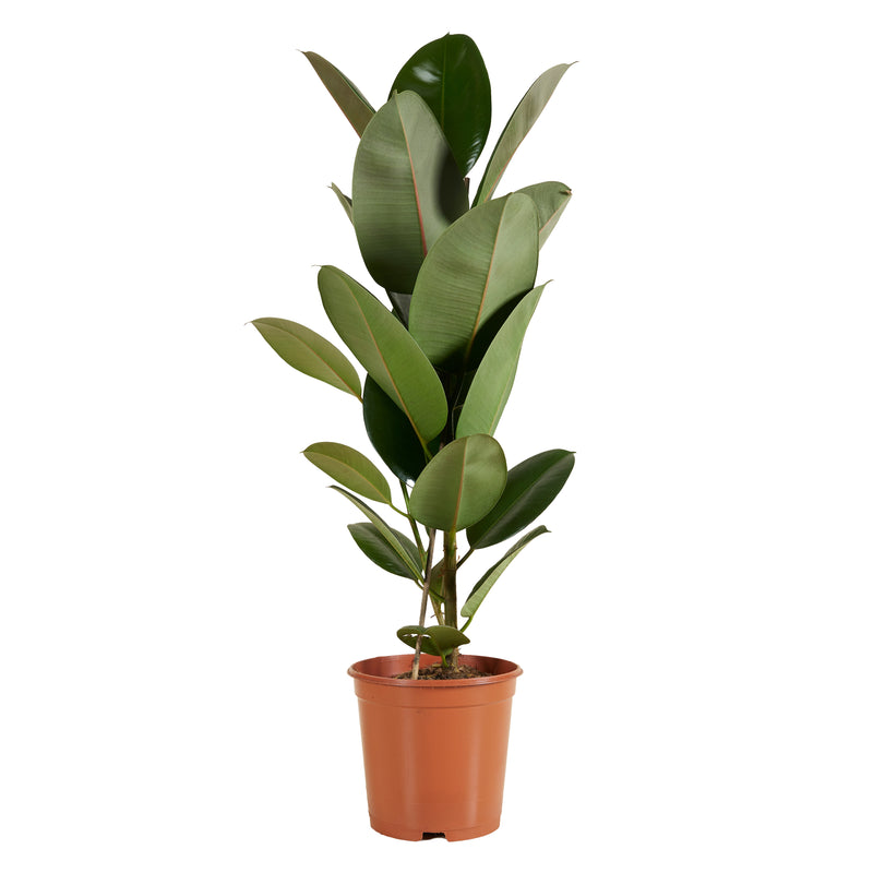 Ficus Elastica Robusta – Plante D'Intérieur