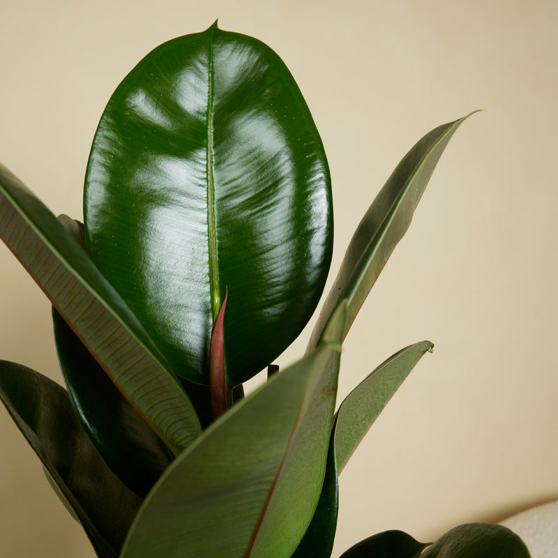 Ficus Elastica Robusta – Plante D'Intérieur