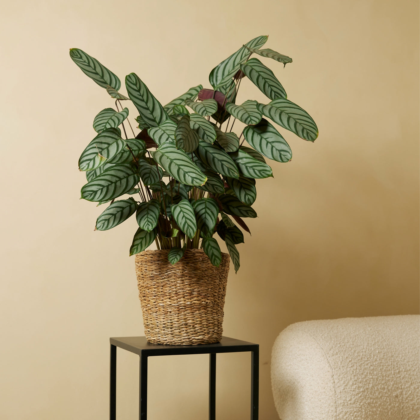Calathea Compactstar – Planta de interior