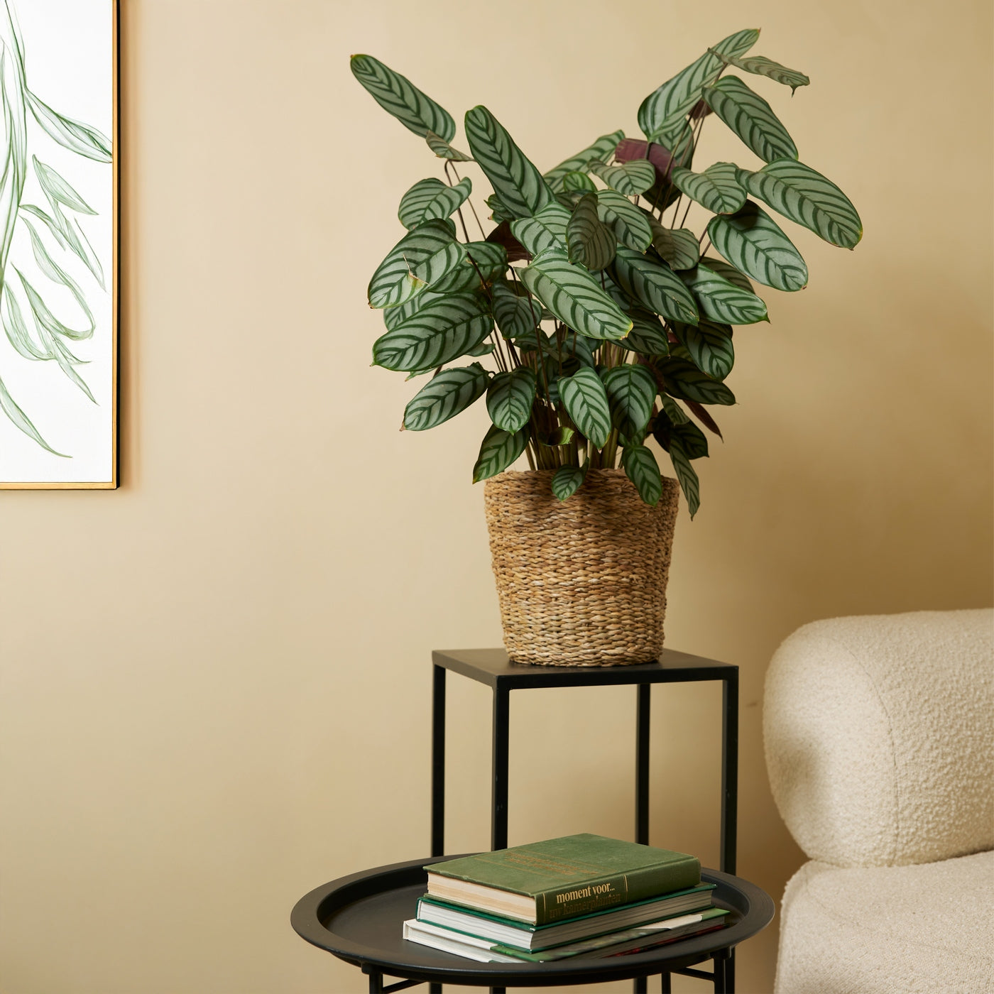 Calathea Compactstar – Planta de interior