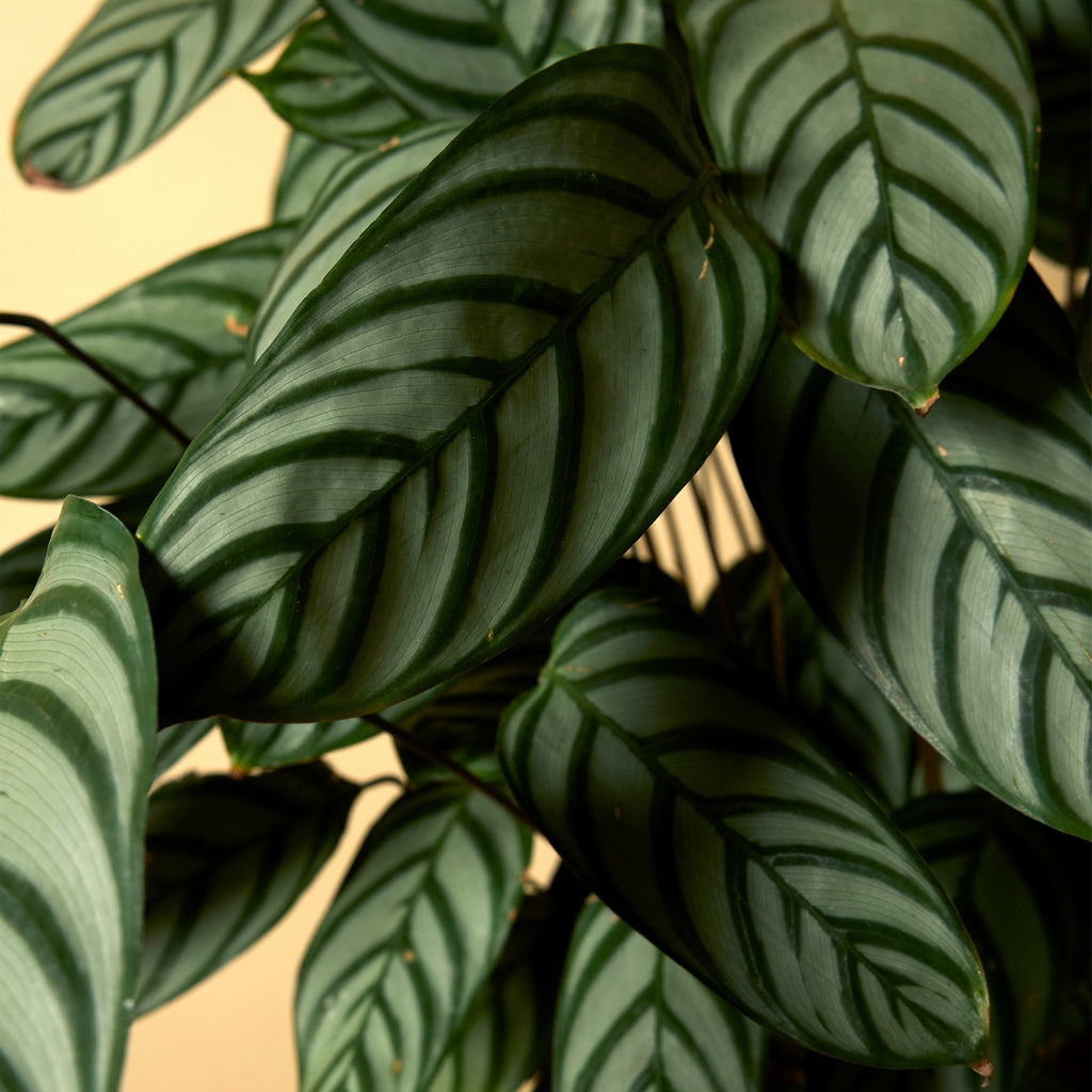 Calathea Compactstar – Planta de interior