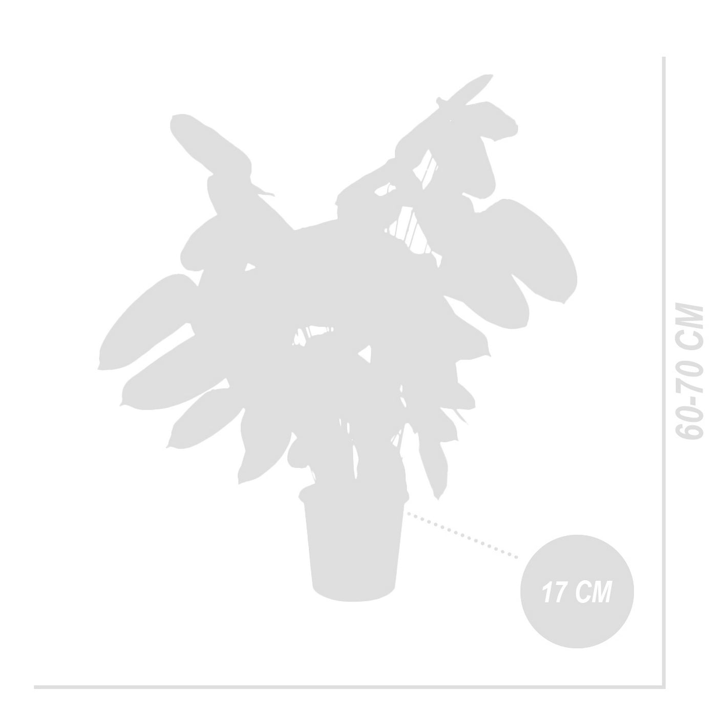 Calathea Compactstar – Planta de interior