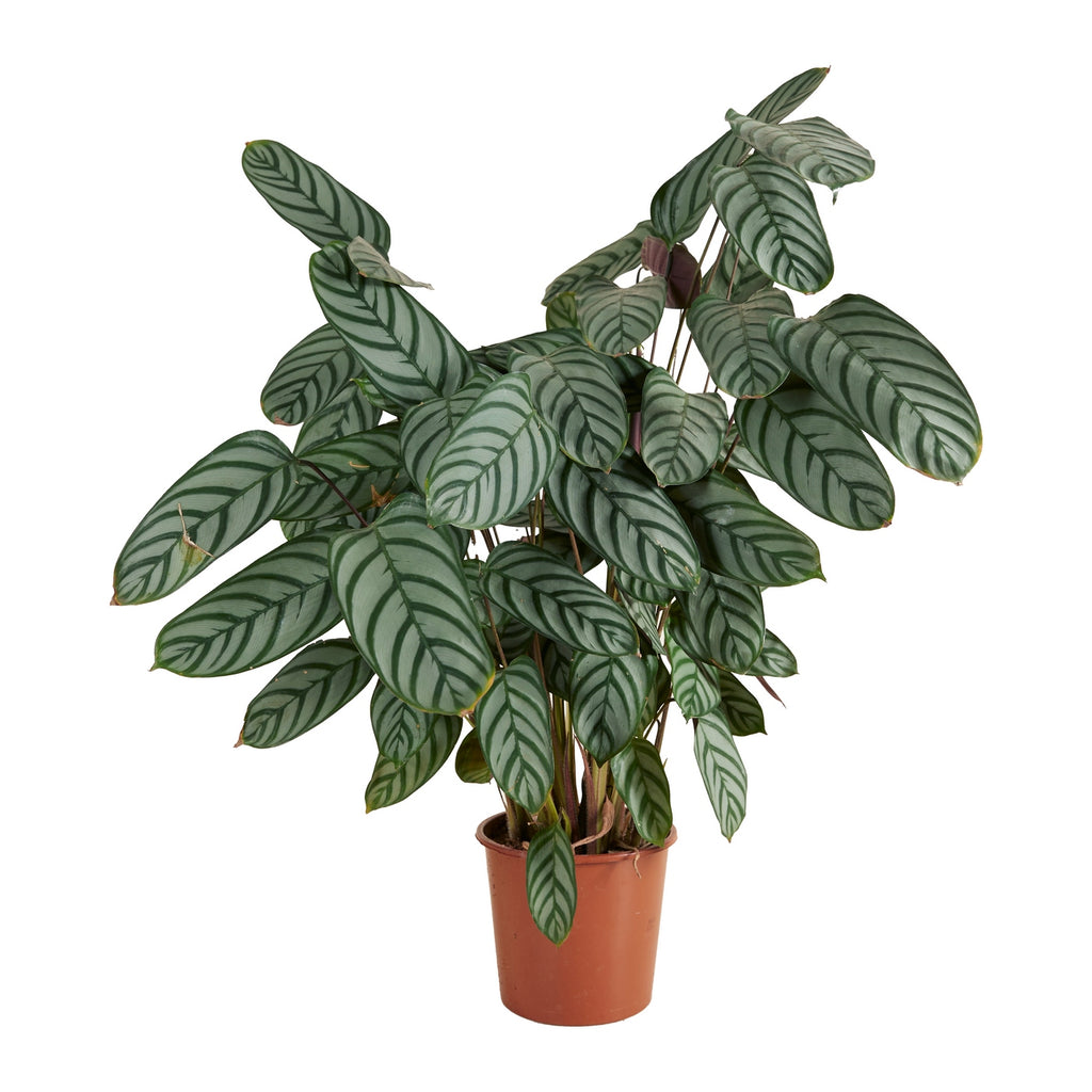 Calathea Compactstar – Planta de interior
