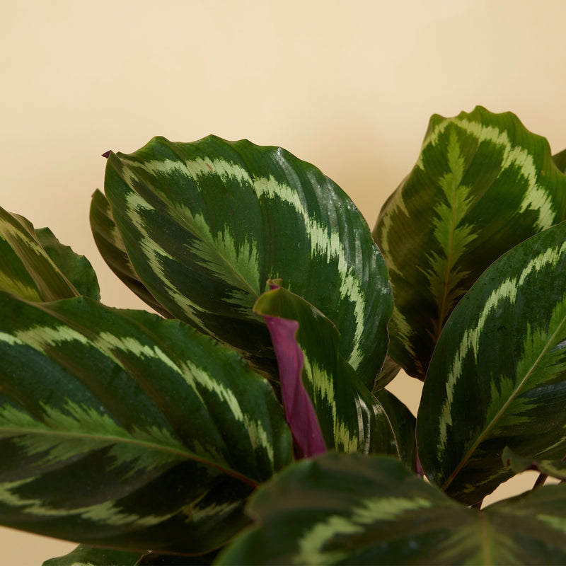 Calathéa Médaillon – Plante D'Intérieur