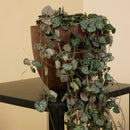 Céropégie De Woodii – Plante D'Intérieur