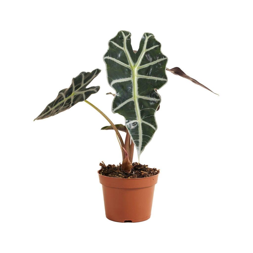 Alocasia Polly – Planta de Interior