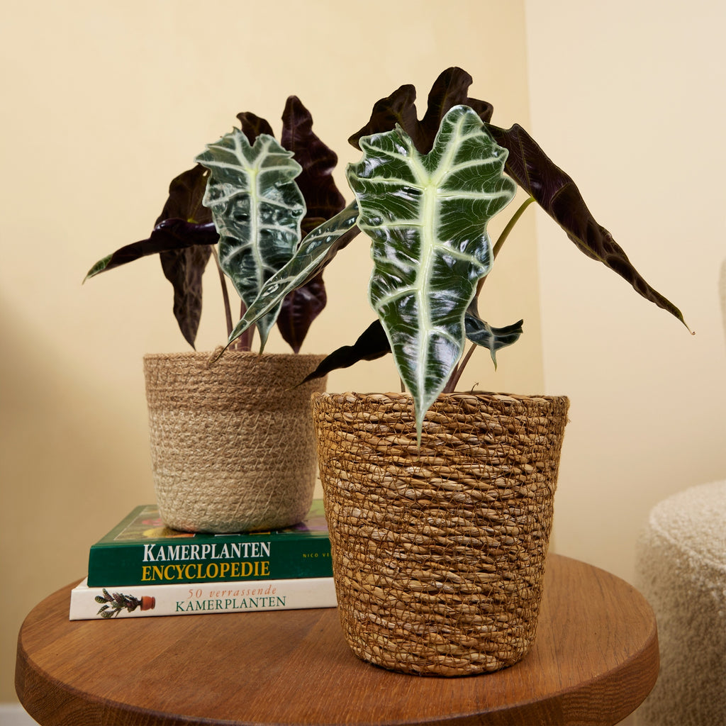 Alocasia Polly – Planta de Interior