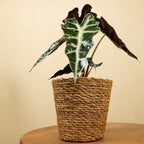 Alocasia Polly – Planta de Interior