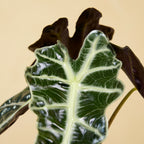 Alocasia Polly – Planta de Interior