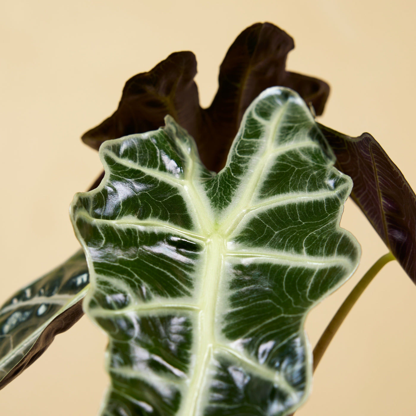 Alocasia Polly – Planta de Interior