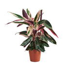 Calathea Triostar – Planta de interior