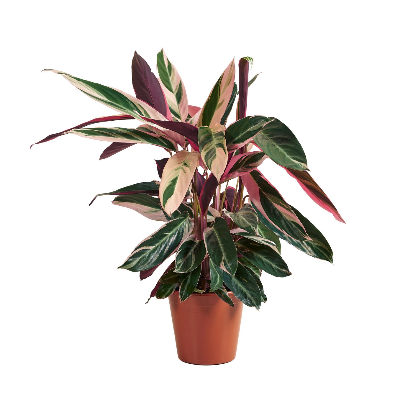Calathea Triostar – Planta de interior