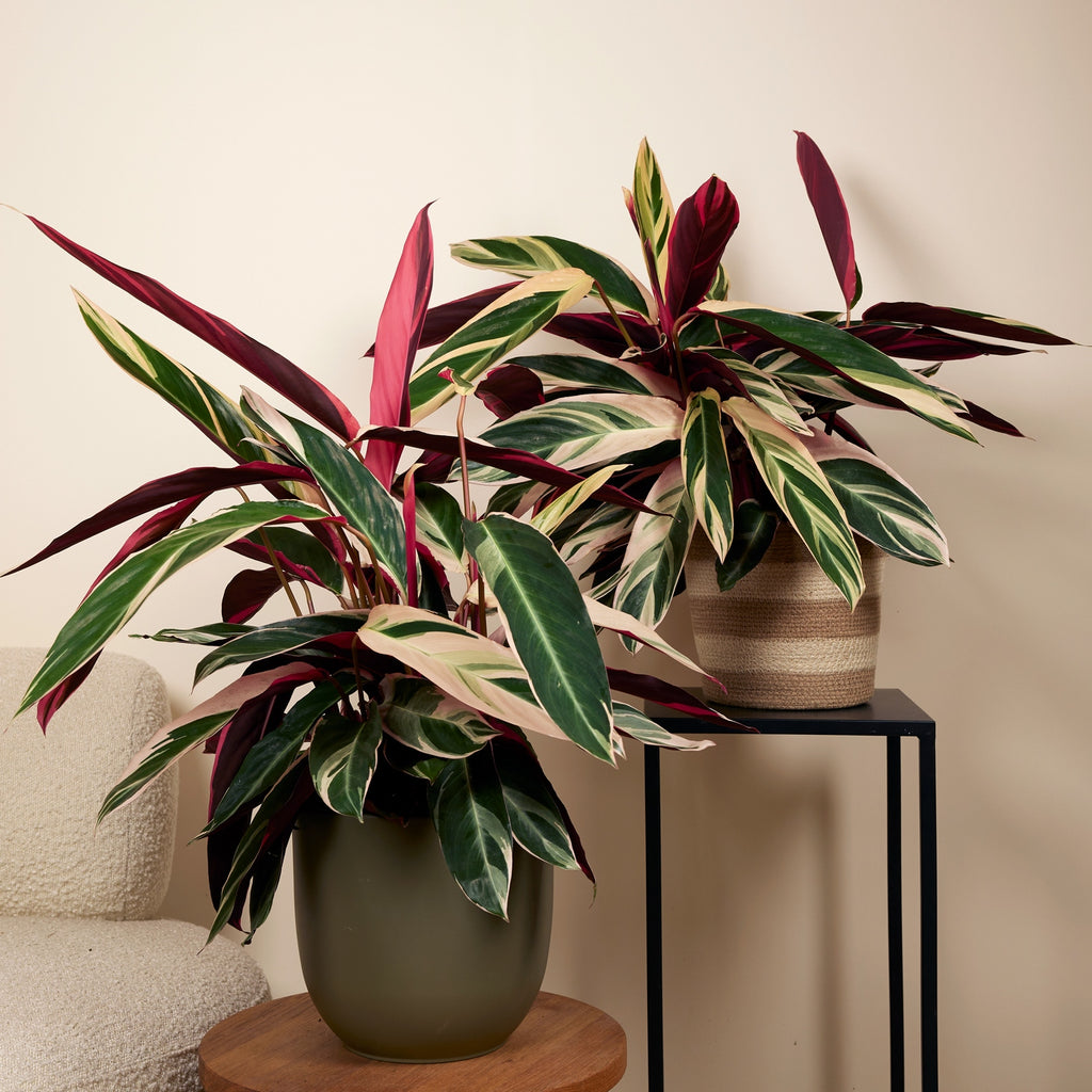 Calathea Triostar – Planta de interior
