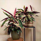 Calathea Triostar – Planta de interior