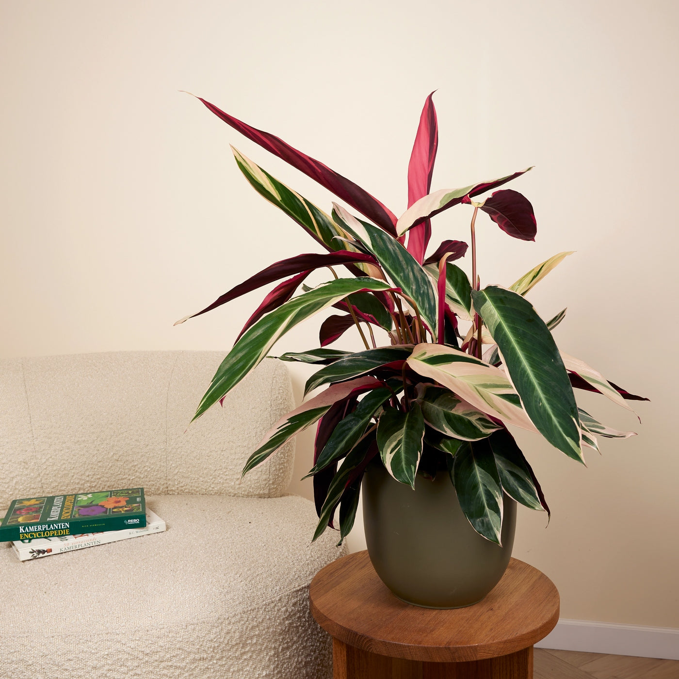 Calathea Triostar – Planta de interior