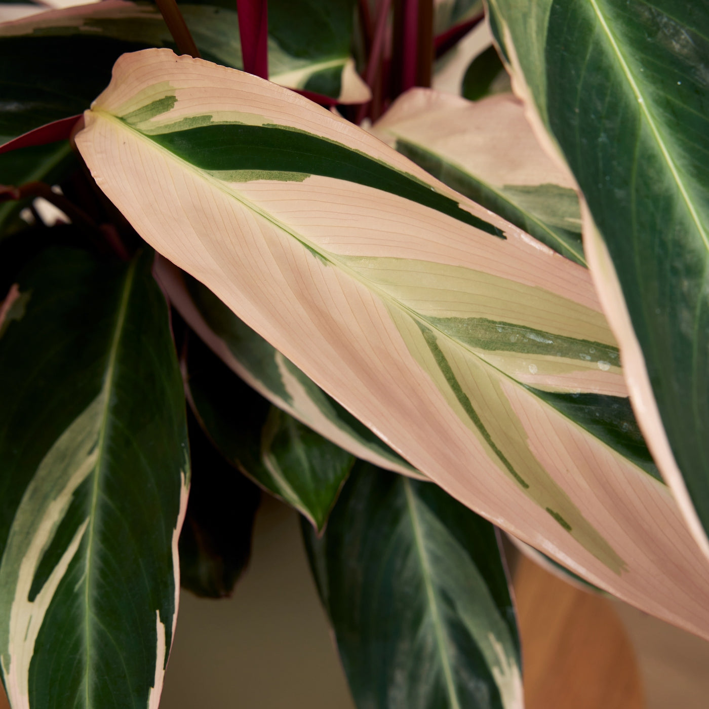 Calathea Triostar – Planta de interior