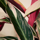 Calathéa Triostar – Plante D'Intérieur