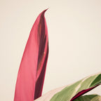 Calathea Triostar – Planta de interior
