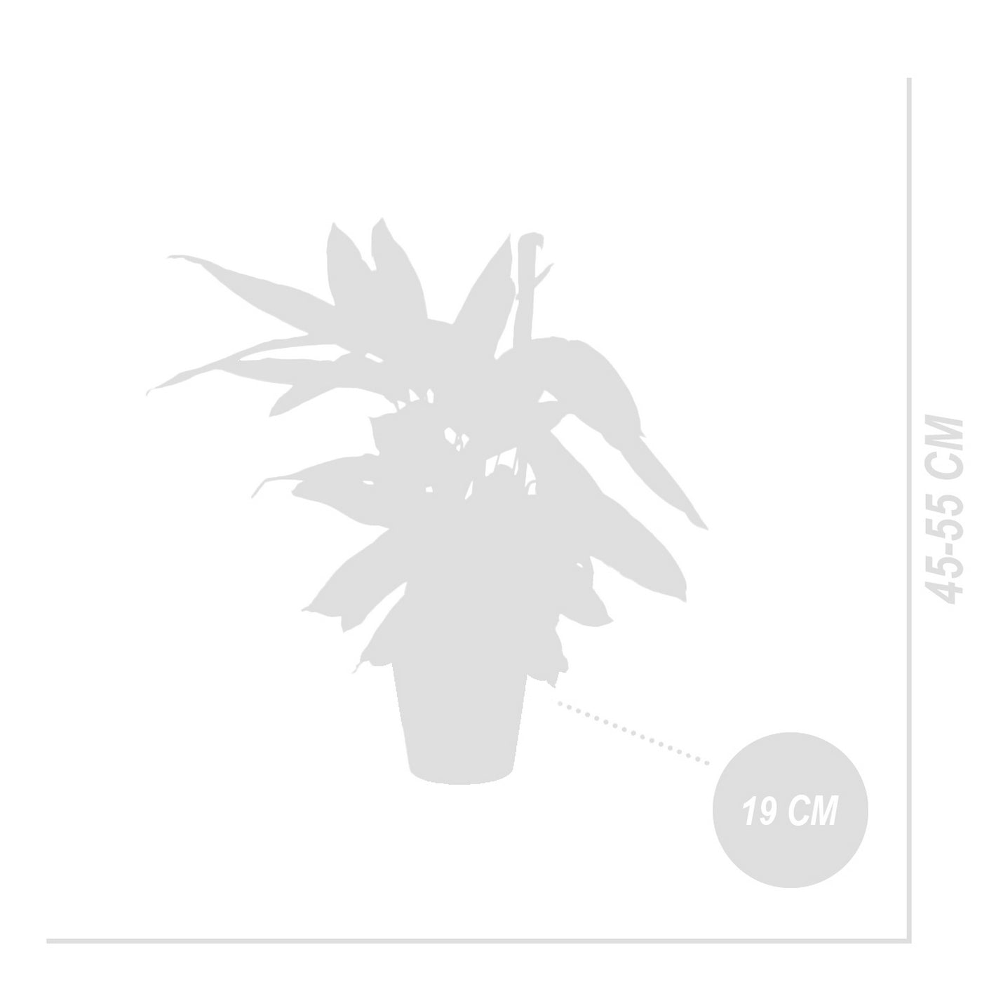 Calathea Triostar – Planta de interior