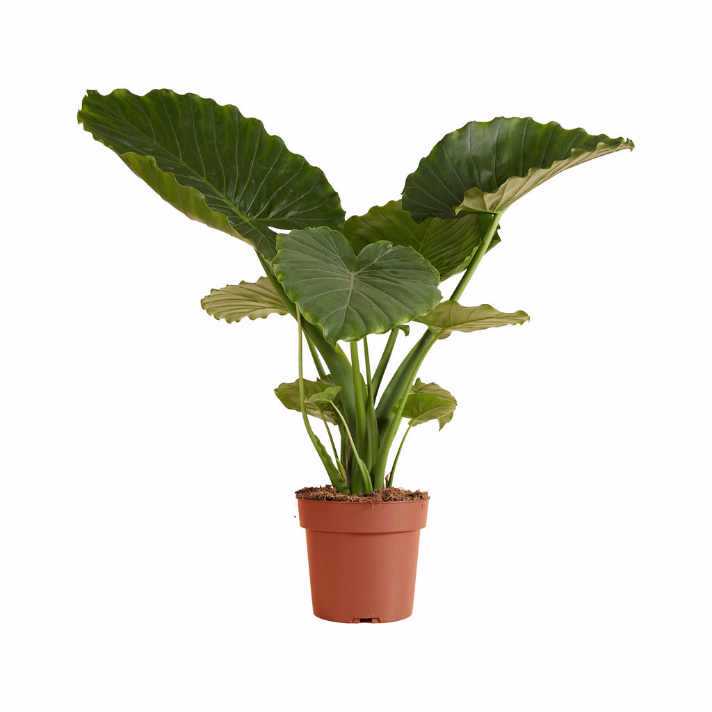 Alocasia Gageana California – Planta de interior