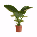Alocasia Gageana California – Planta de interior
