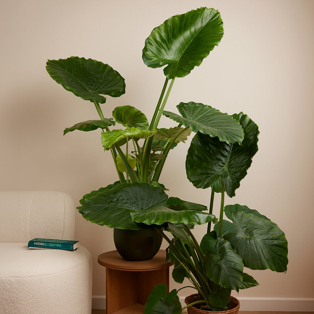 Alocasia Gageana California – Planta de interior