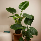 Alocasia Gageana California – Planta de interior