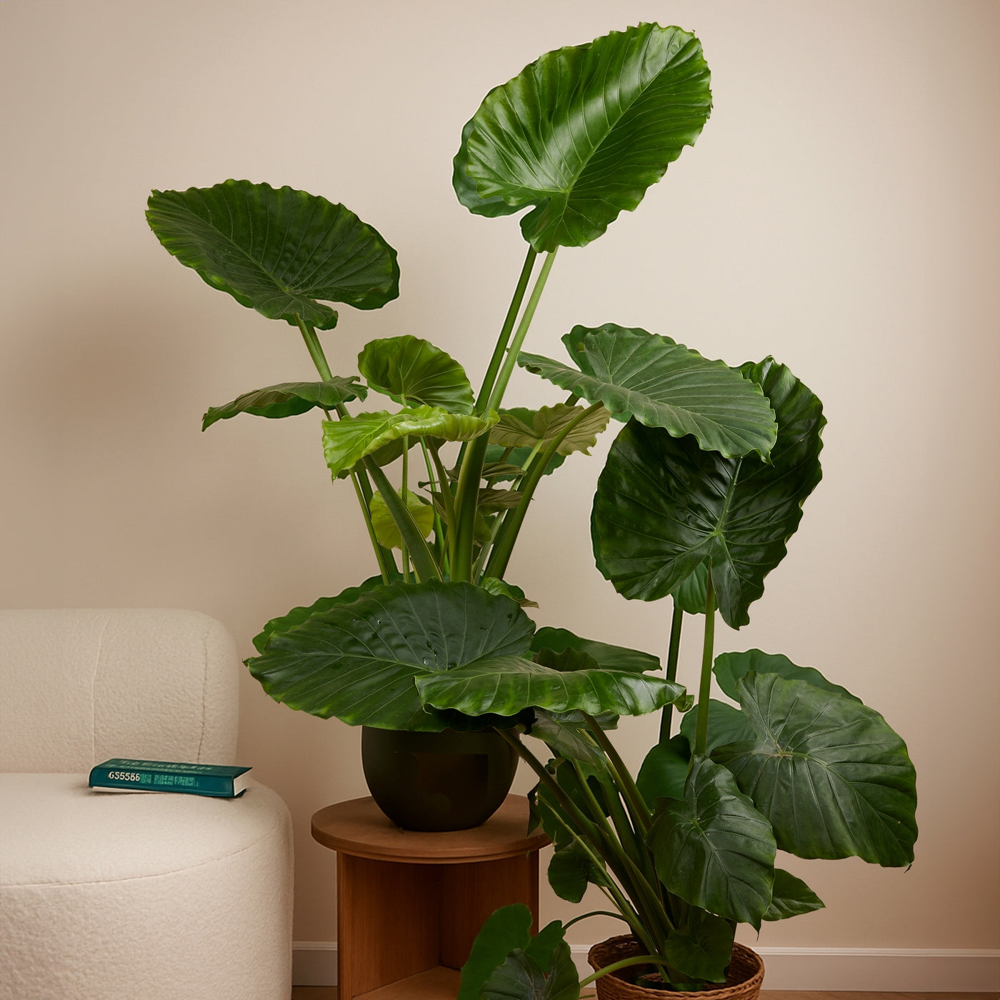 Alocasia Gageana California – Planta de interior